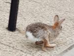 Bunny Bunny
