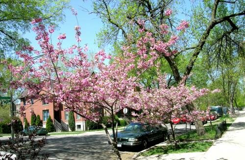 BlossomsSoon