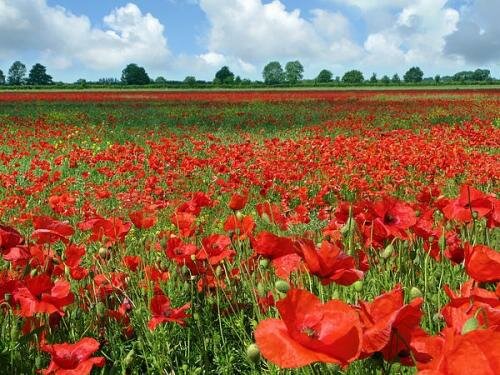 PoppyFld