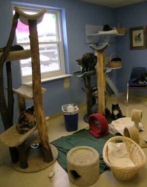 Tree House Playroom Tree House Playroom