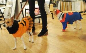 DarlaSuperDog DarlaSuperDog