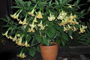 IncaSunBrugmansia