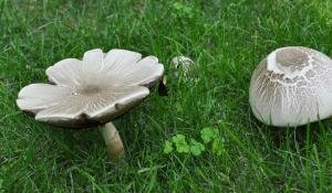 Mushrooms2 Mushrooms2