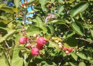 ServiceBerries