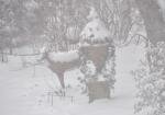 2015WPDeerinsnow