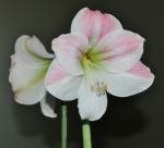 apple blossom