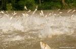Carp