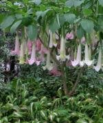 PinkBrugmansia