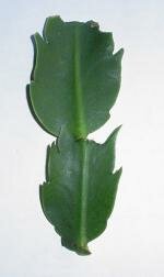 CactusCutting