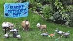 FathersDaySheepDucks