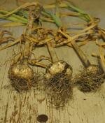 Garlic