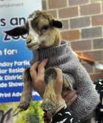 GoatInTN