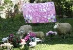 HappyMDaySheep