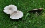Mushrooms1