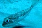 PufferFish