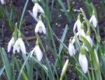Snowdrops
