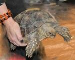 Tortoise