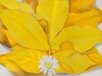 YellowHickoryOKeefe