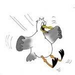 Seagull1