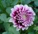 Dahlia