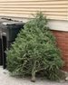 Tree2